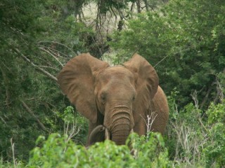 Elephant au tsavo Est