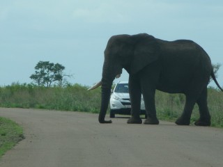 Eléphant sur la route