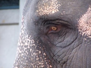 Elephante aux yeux de miel. Pondichery
