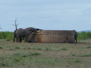 Elphants au point d'eau