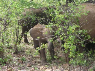 Elphants dans la brousse