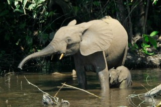 Elephants du parc national Nouabalé-Ndoki au Congo...