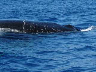 Et frle notre bateau