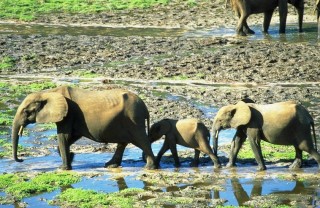 Famille d'éléphants dans le Parc national Dzanga-Ndoki...