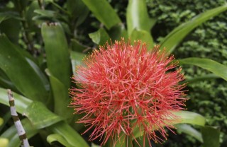 Fleur des Fidji