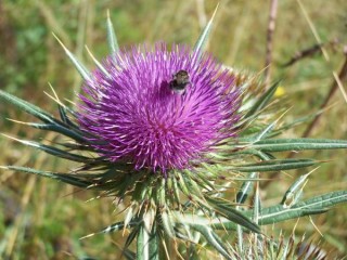 Fleur des Rhodope