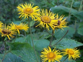 Fleur des Rhodopes