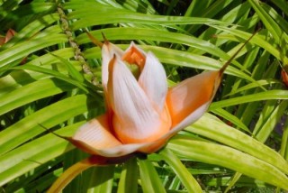 Fleur tropicale