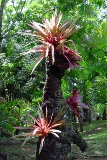 Flore tropicale