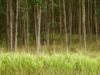 Forêt d'Eucalyptus Forêt d'Eucalyptus
