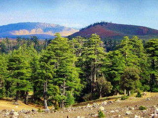Forêt de cèdres dans le Moyen-Atlas marocain