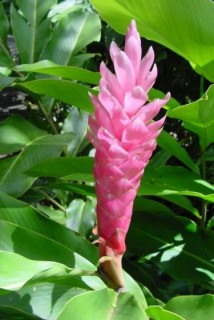 Ginger rose Ginger rose