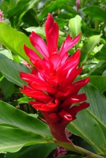 Ginger rouge Ginger rouge