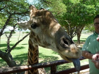 Girafe afamée