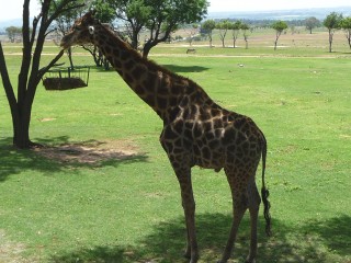 Girafe du Lion Park