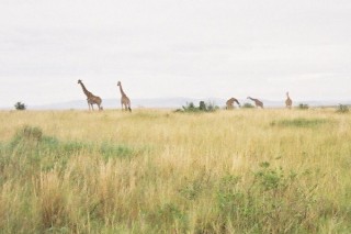 Girafes en balade