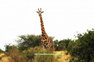 Girafle