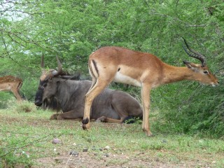 Gnou  queue noire et impala