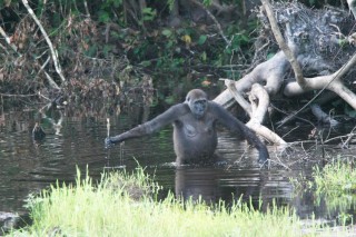 Gorille femelle dans le parc national Nouabalé-Ndoki...