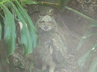 Hiboux grand-duc (eagle-owl) 2/3