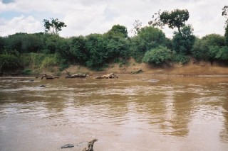 Hippopotames dans la rivire Mara