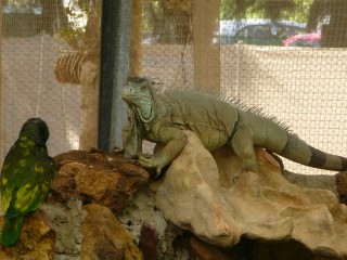 Iguane