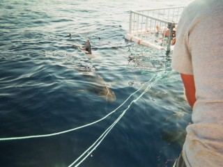 Immersion de la cage