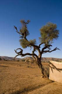 L'Arganier,  l'origine de l'huile d'Argan