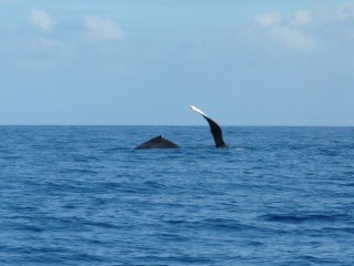 La baleine plonge sur le ct
