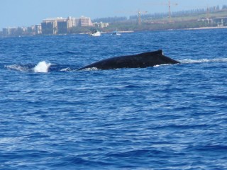 La baleine refait surface