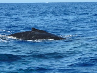 La baleine s'approche