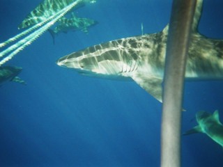 La cage entoure de requins