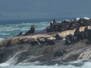 La colonie d'otaries de Duiker Island (11/15)