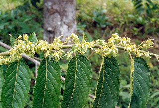 La culture de l'ylang-ylang