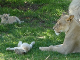 La famille lion