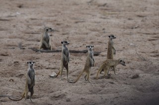 La famille suricat