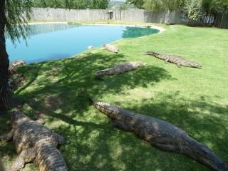 La ferme aux crocodiles