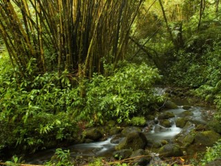 La forêt tropicale La forêt tropicale