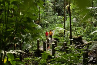 La forêt tropicale d'El Yunque