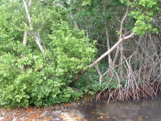 La mangrove La mangrove