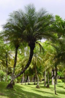 La palmeraie La palmeraie