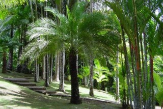 La palmeraie La palmeraie