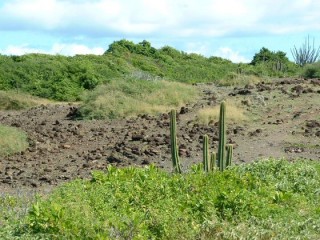 La savane des pétrifications La savane des pétrifications