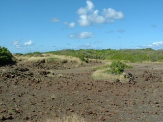 La savane des pétrifications La savane des pétrifications