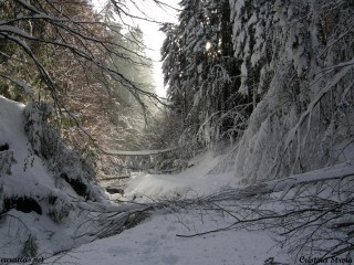 La vallée de Tocilita après un blizzard, Monts Postavaru