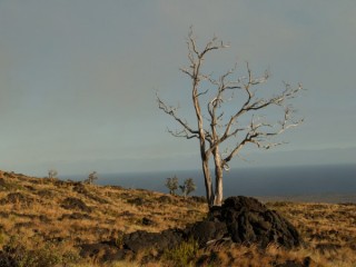 La vgatation du parc brles par la lave