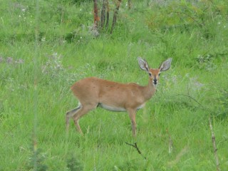 L'antilope steenbock