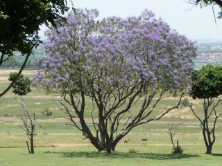 L'arbre Jacaranda