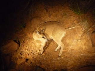 Le Kruger la nuit : un oréotrague