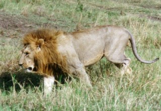 Le Roi Lion - Masai Mara